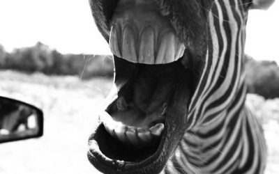 21.02.20 – Marte quadrato a Chirone (h 14.16) – Lasciar uscire la rabbia