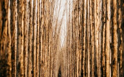 13.03.20 – Il sentiero di uscita dalla densità