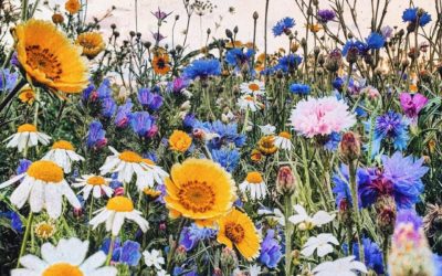 Aria di primavera!